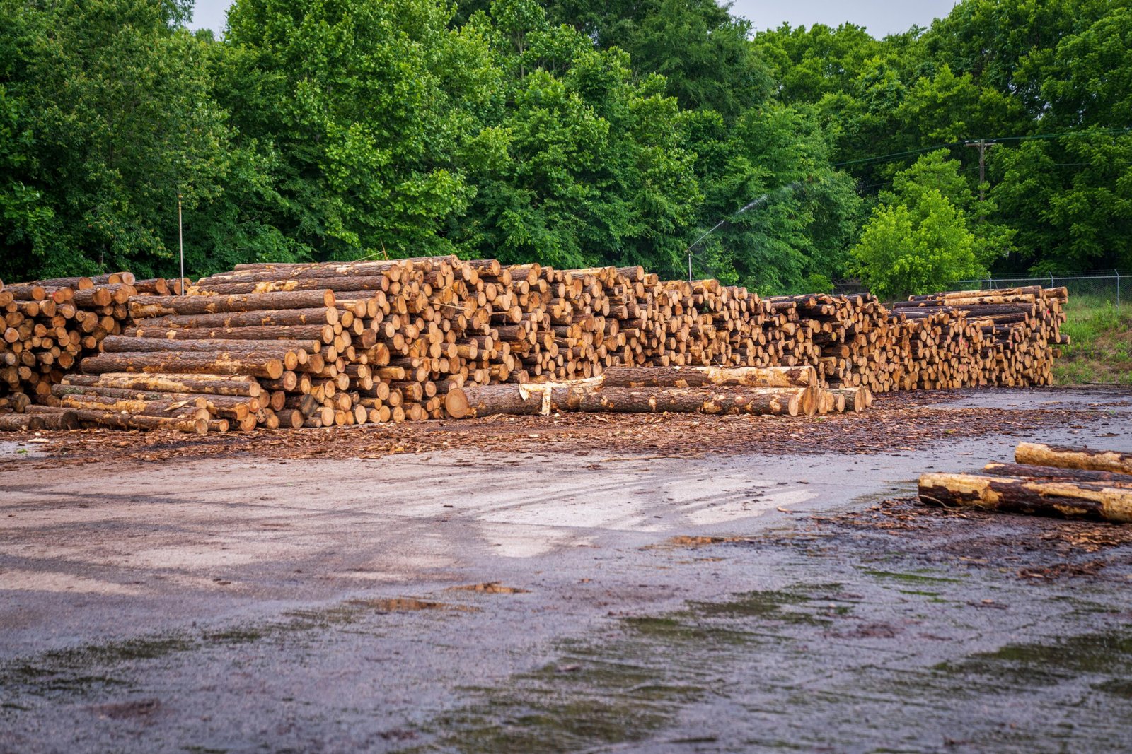 A lumber yard with neatly stacked tree logs set against a backdrop of lush green trees.